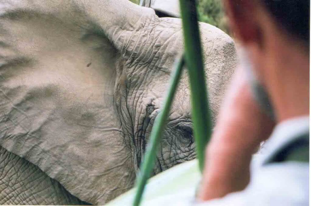 elephantmuchtooclose.jpg