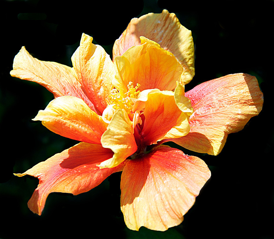 The-Hibiscus-Flower-XL.jpg