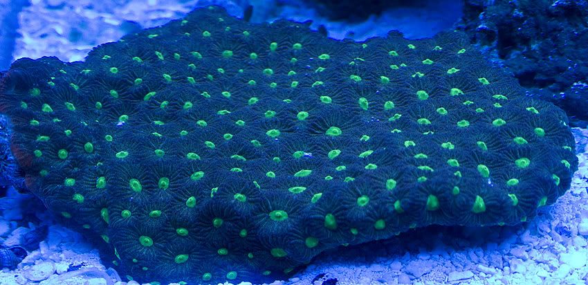 bigfavia0124.jpg
