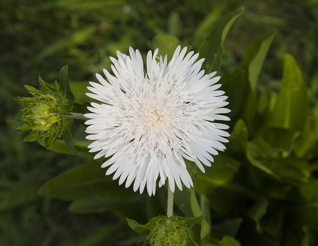 stokesia11024c.jpg