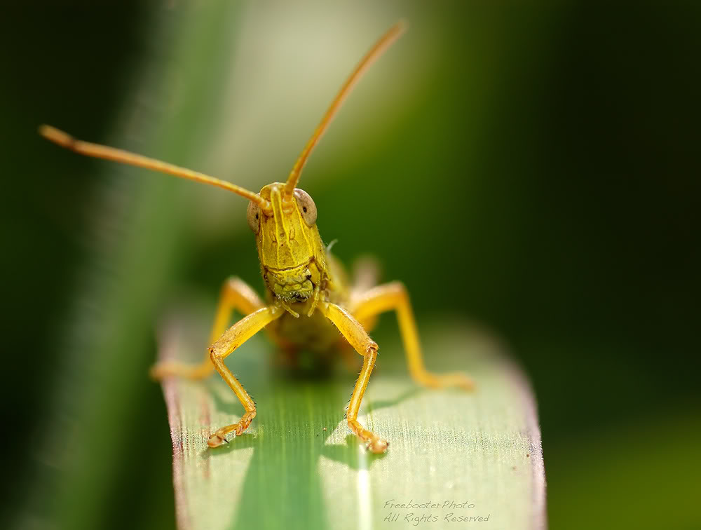 YellowGHopper.jpg