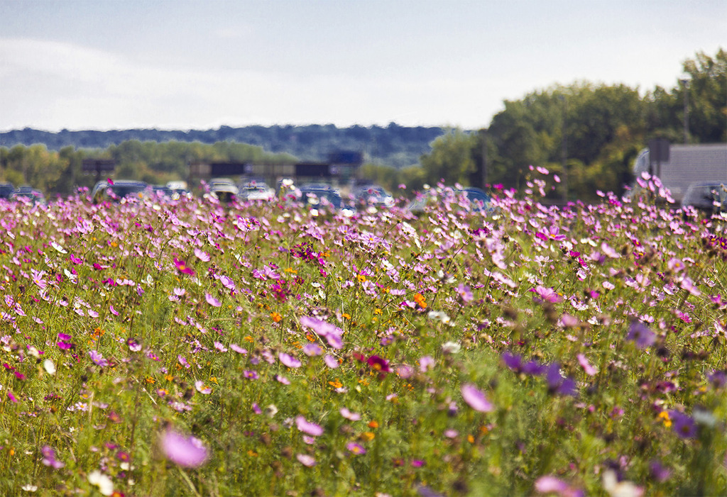 roadside1crop1280a.jpg