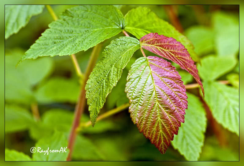 Raspberryleaves080908.jpg