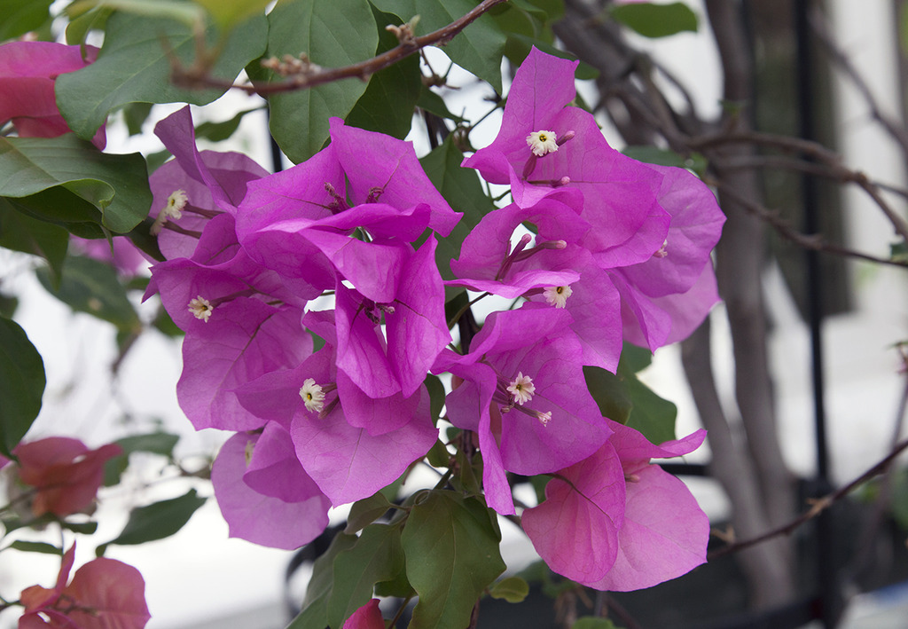 bougainvillea1280c.jpg