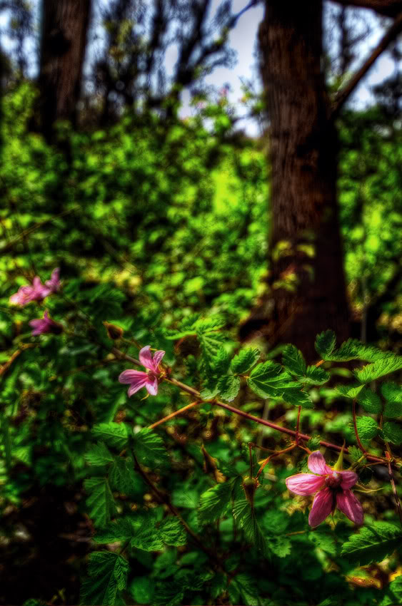 Trunks-and-Blossoms-Web.jpg