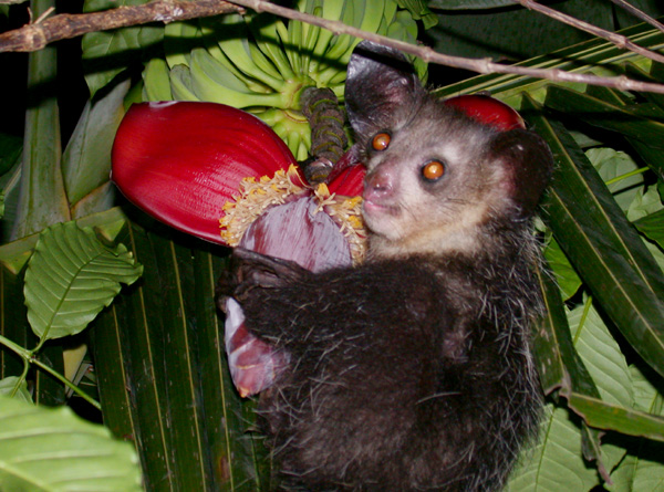 Aye-aye_%28Daubentonia_madagascariensis%29.jpg