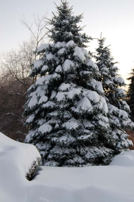pine.jpg