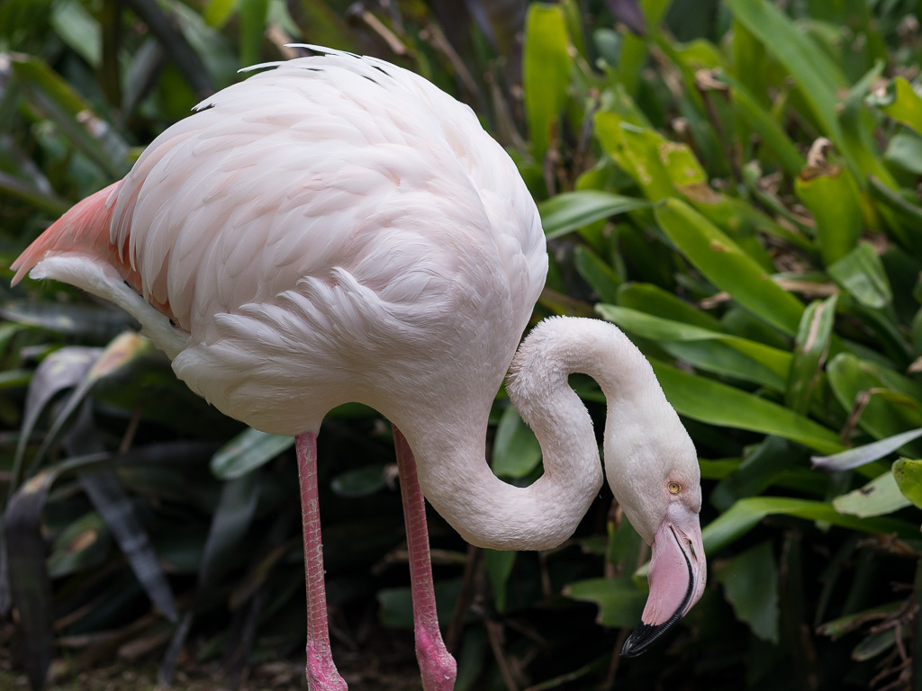 flamingo.jpg