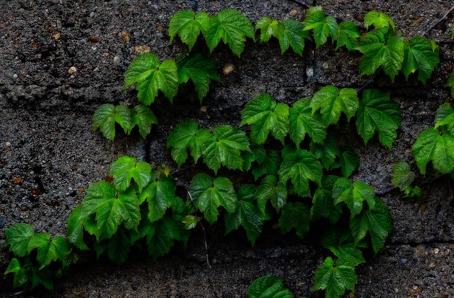 leaves-on-wall-web.jpg