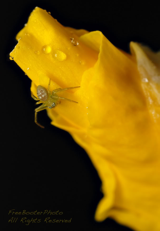 Yellow_Flower_Spider.jpg