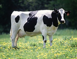 313px-Cow_female_black_white.jpg