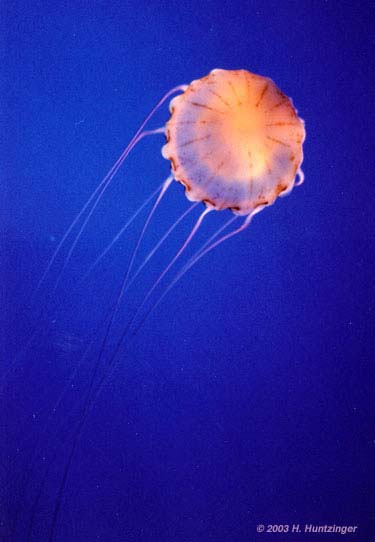 jelly1%20_030215.1-12_.jpg