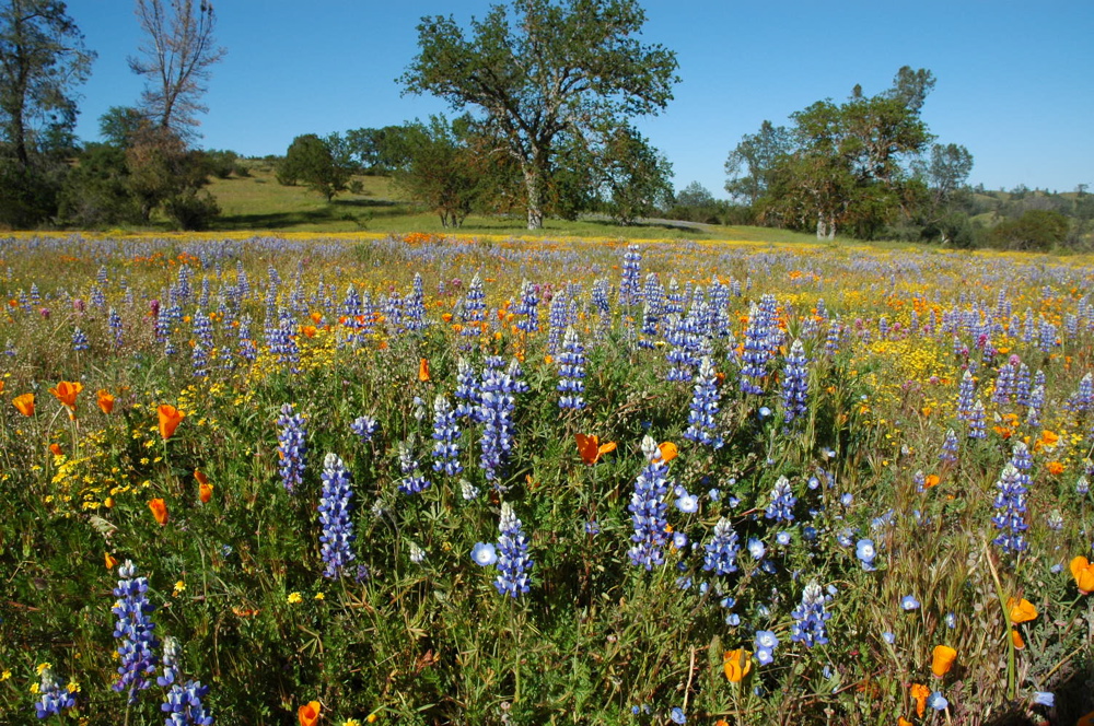 flowers.jpg