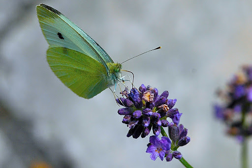 Aug%2022%202008%20-%20Butterfly.jpg