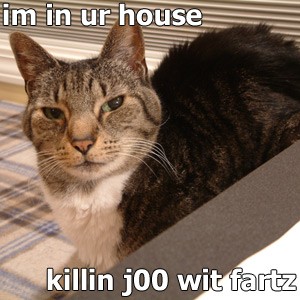 lolcatsdotcom6p9ck5ex4yr6f6wu.jpg