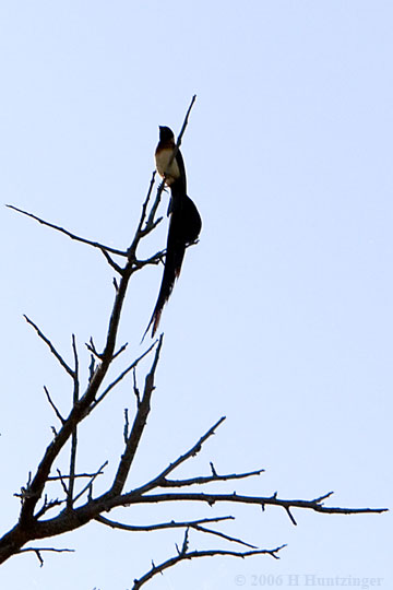 paradise-whydah(20D_20060619_0758).jpg