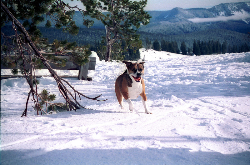 prudencetimberline1.jpg