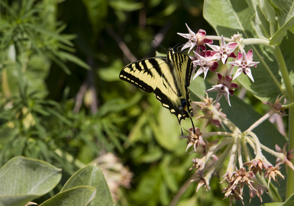 tigerswallowtail1.jpg