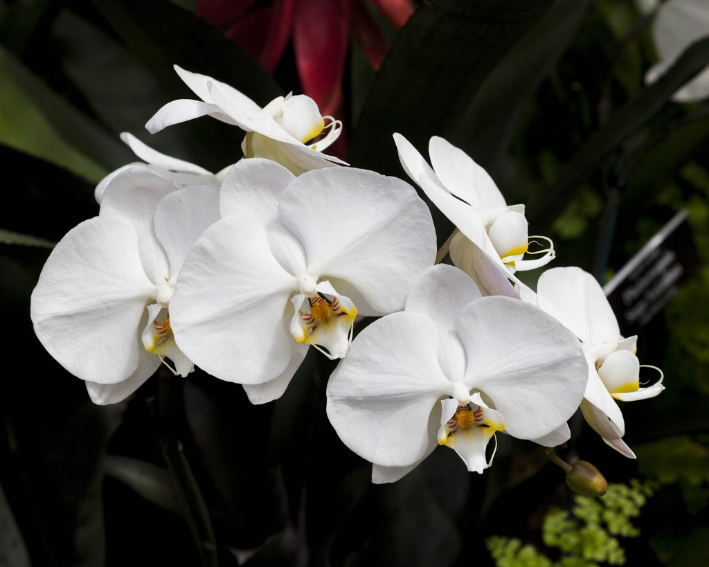 white%20phal1c1.jpg